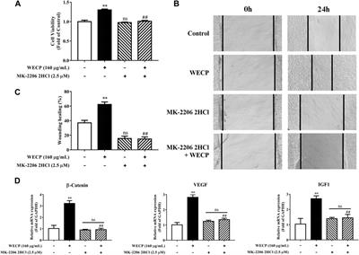  Corrigendum: Water extract of cacumen platycladi promotes hair growth through the Akt/GSK3β/β-catenin signaling pathway